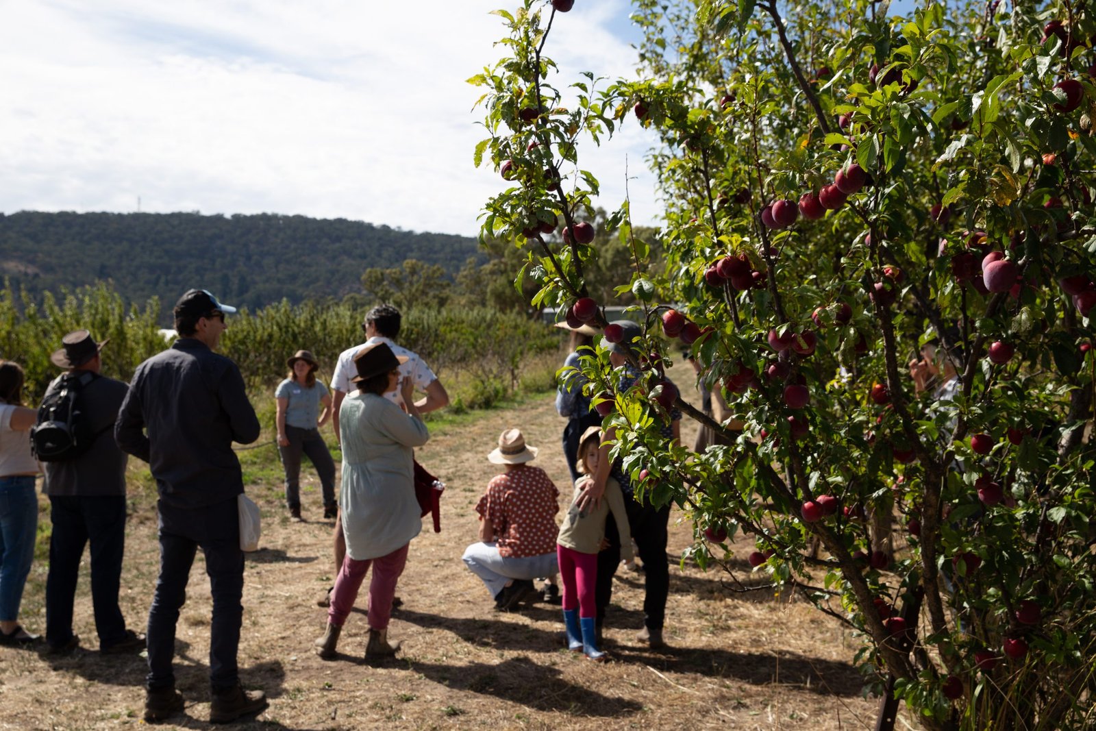 A group of people in an orchard, with the mountain, Leanganook in the background. A cloudy sky. A plum tree is laden in the foreground.