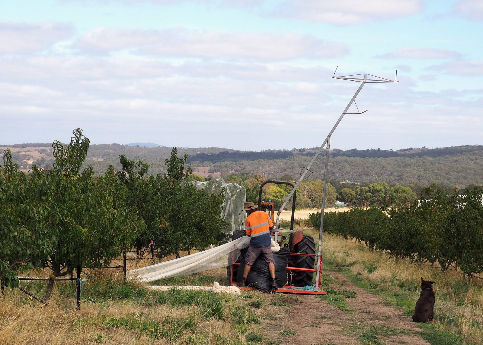 Orchard Internship – Apply Now