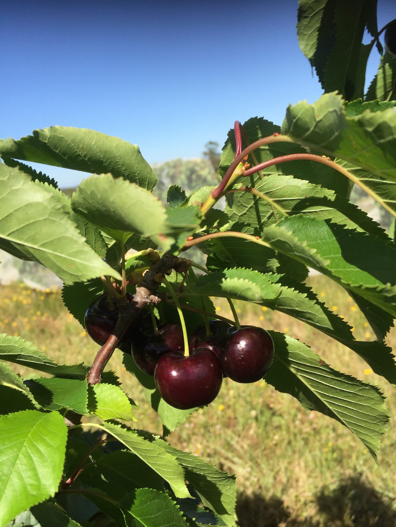 Cherry special! Orders close Wed.
