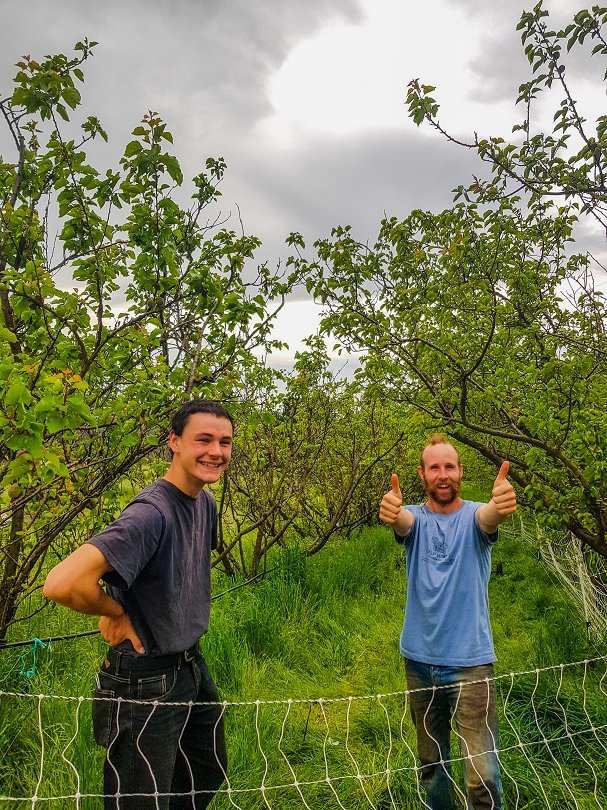 Instant Orchard Opportunity—Repeat!
