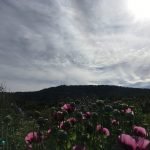 Leanganook with flowers