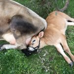 Life is very hard for Blue and his dam Daisybell
