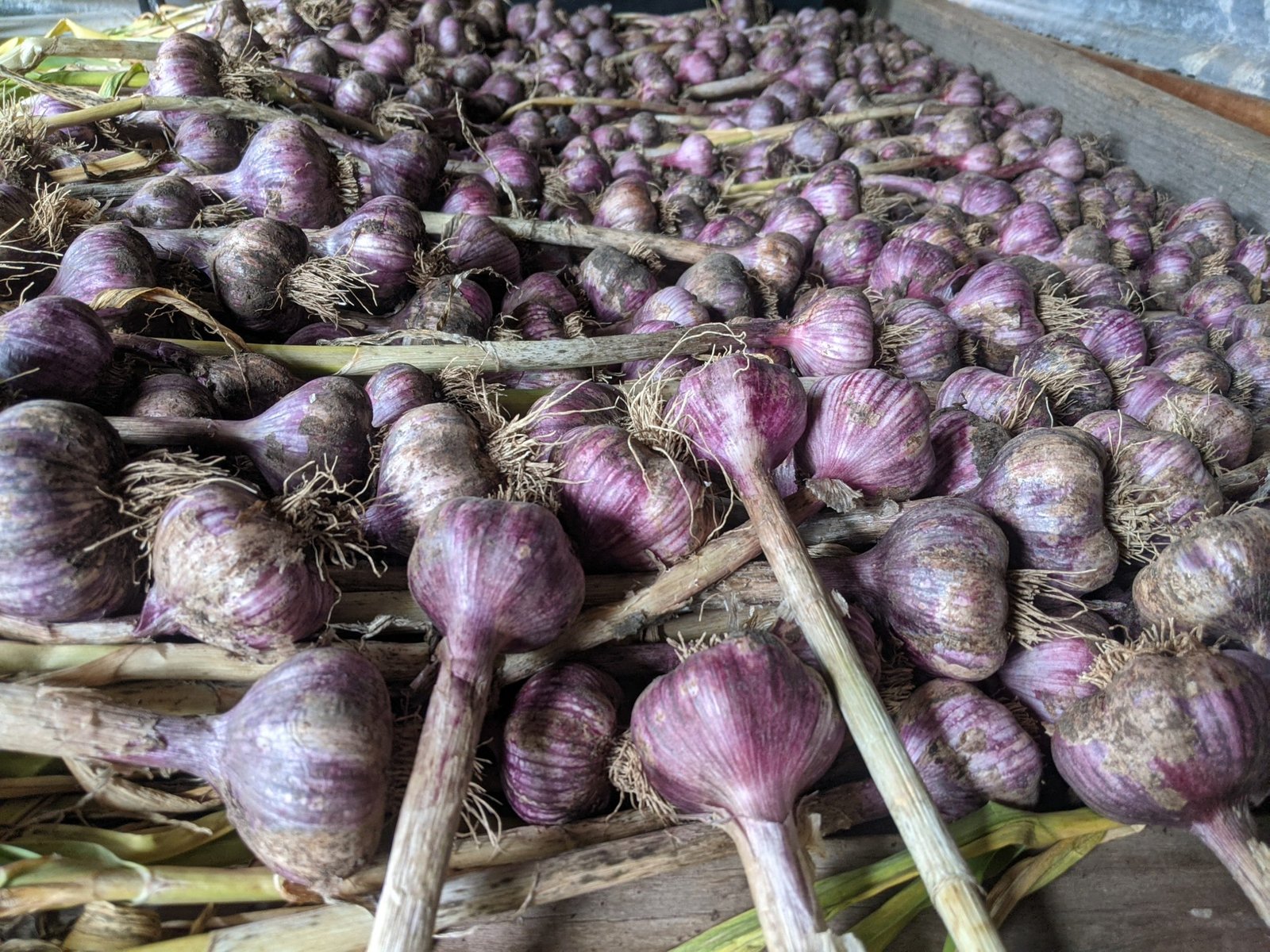 Garlic ~ Its that time again!