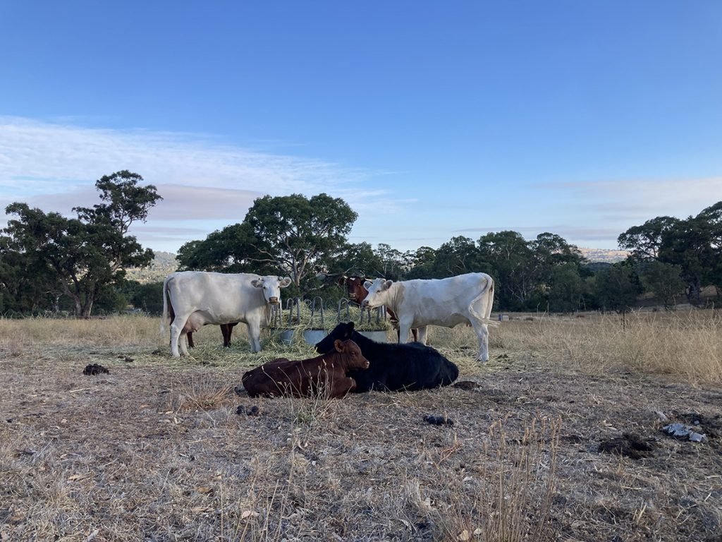 Sellar Dairy Update: We’ve hit our target of ten milkers, sort of.