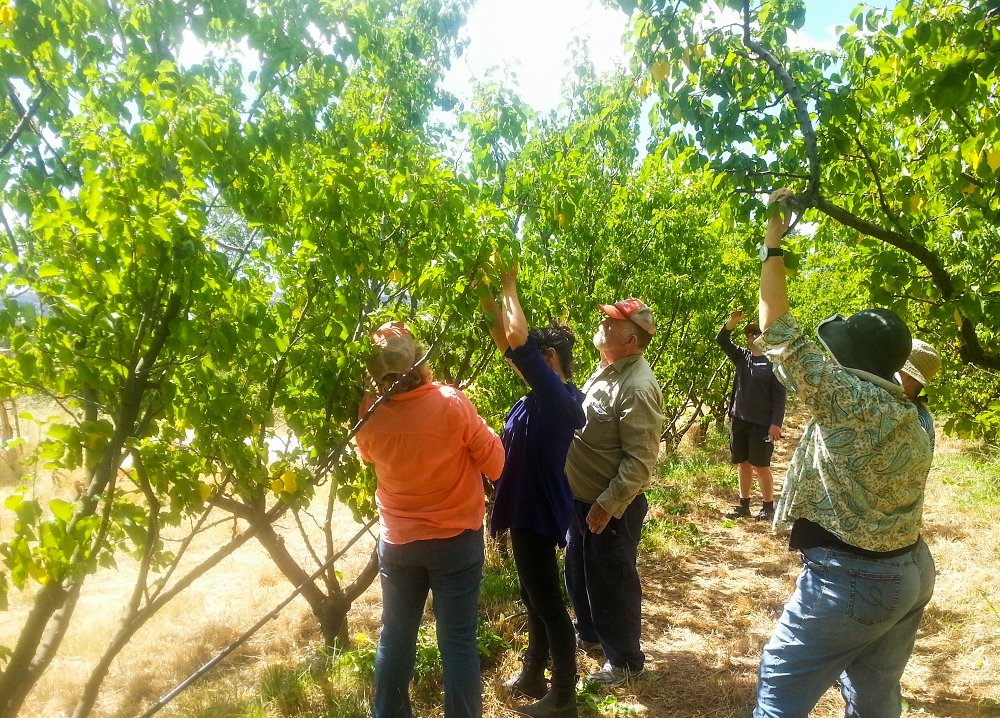 The Orchard Keepers—Knowledge Sharing