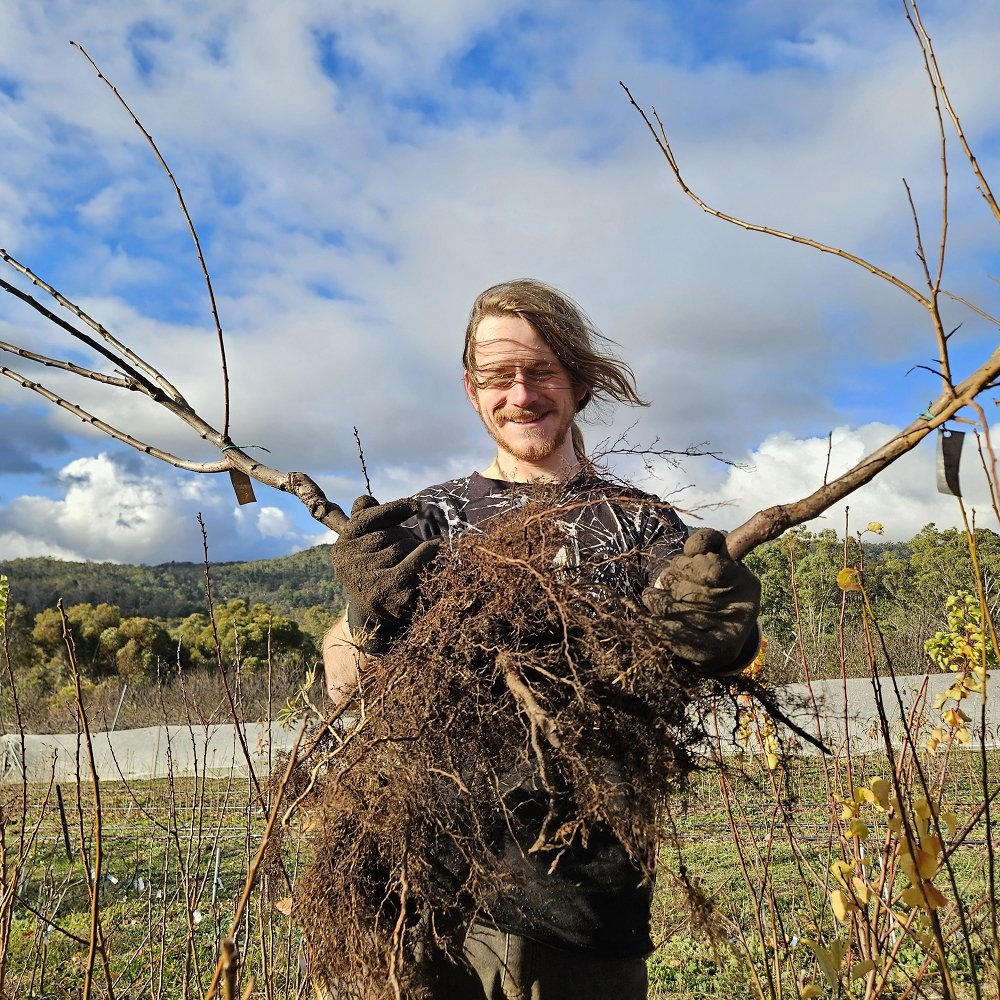 Why fruit trees from Carr’s Organic Nursery are perfect for your garden